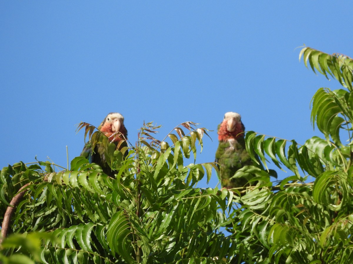 Cuban Parrot (Bahamas) - Jason Lewis