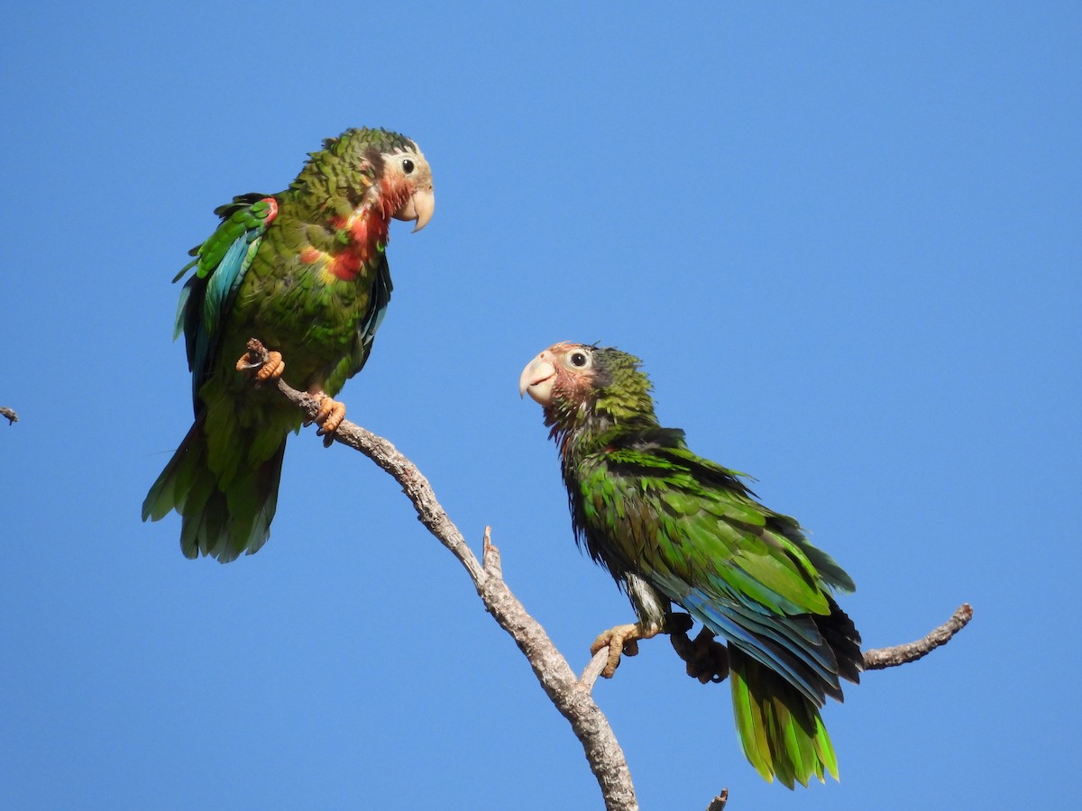 Cuban Amazon (Bahamas) - ML623215272