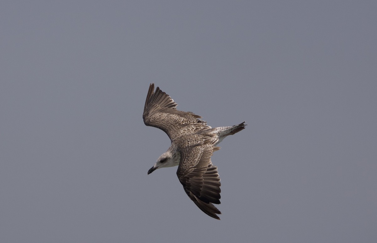 Gaviota Sombría - ML623215282