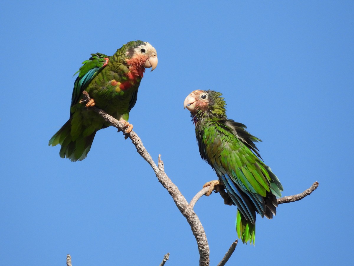 Cuban Parrot (Bahamas) - Jason Lewis