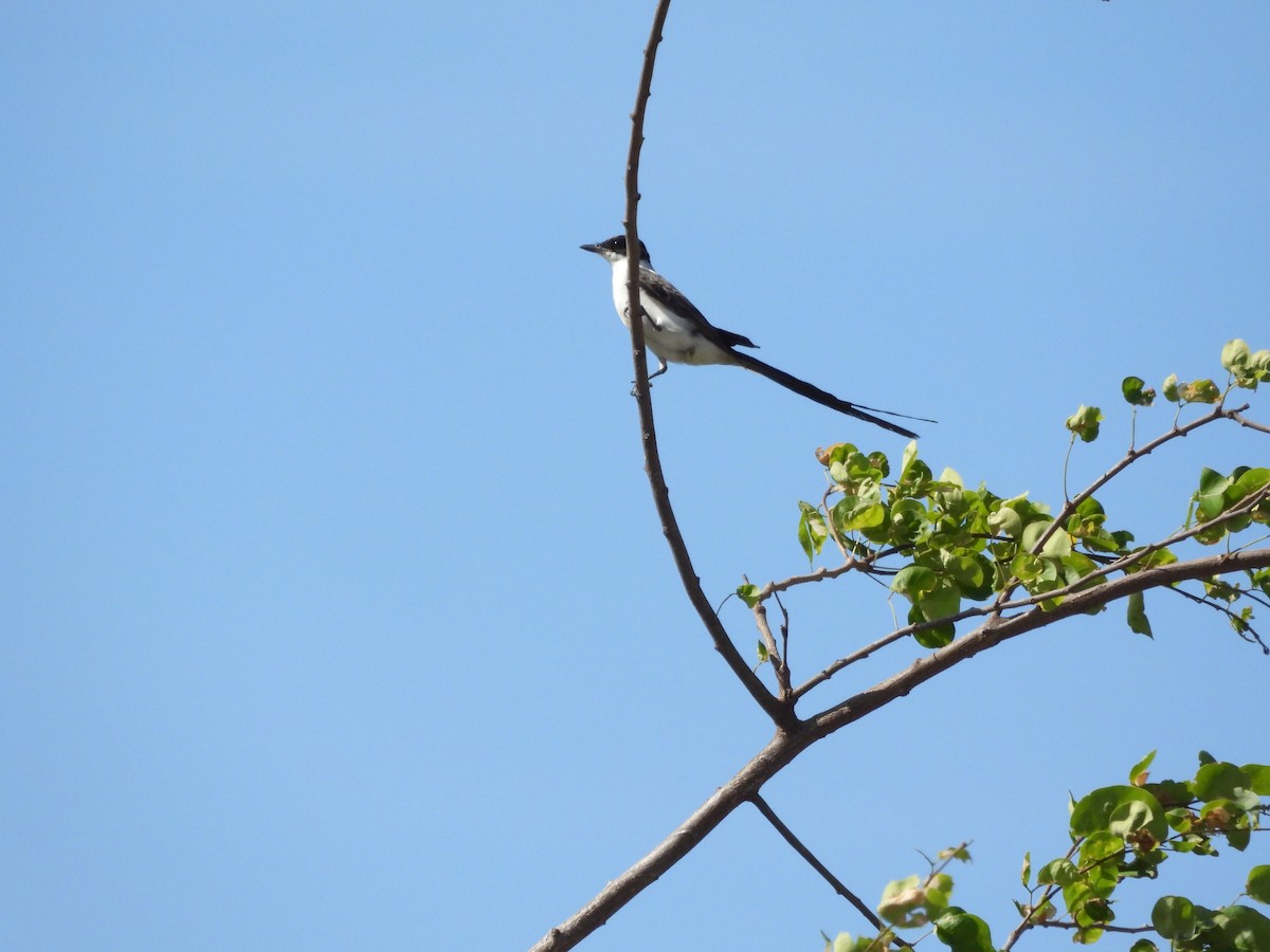 Fork-tailed Flycatcher - ML623215300