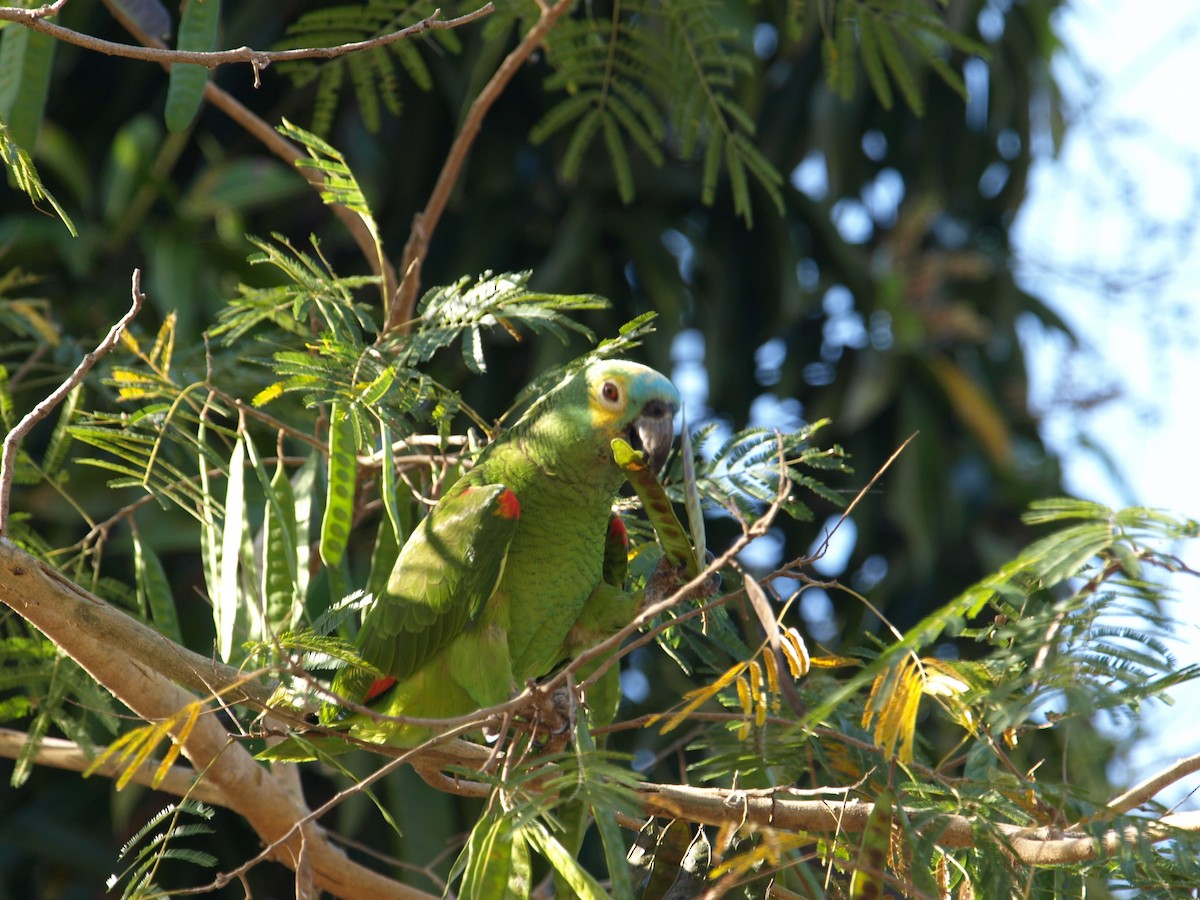 アオボウシインコ - ML62321531