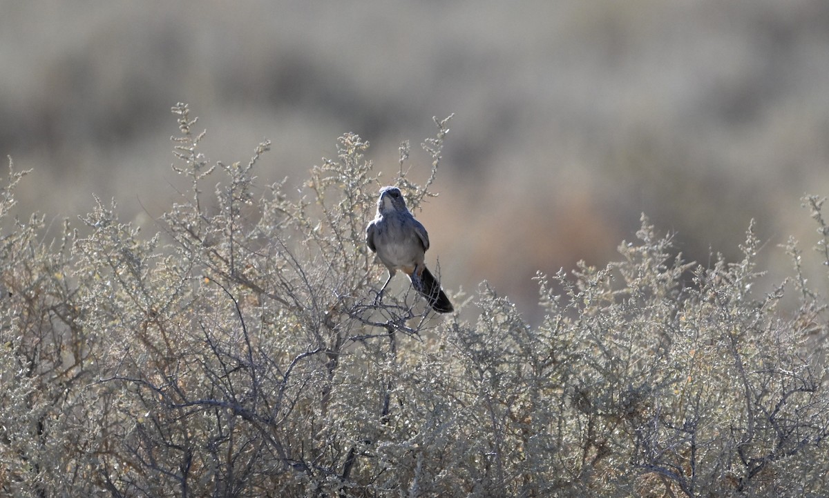 LeConte's Thrasher - ML623215318