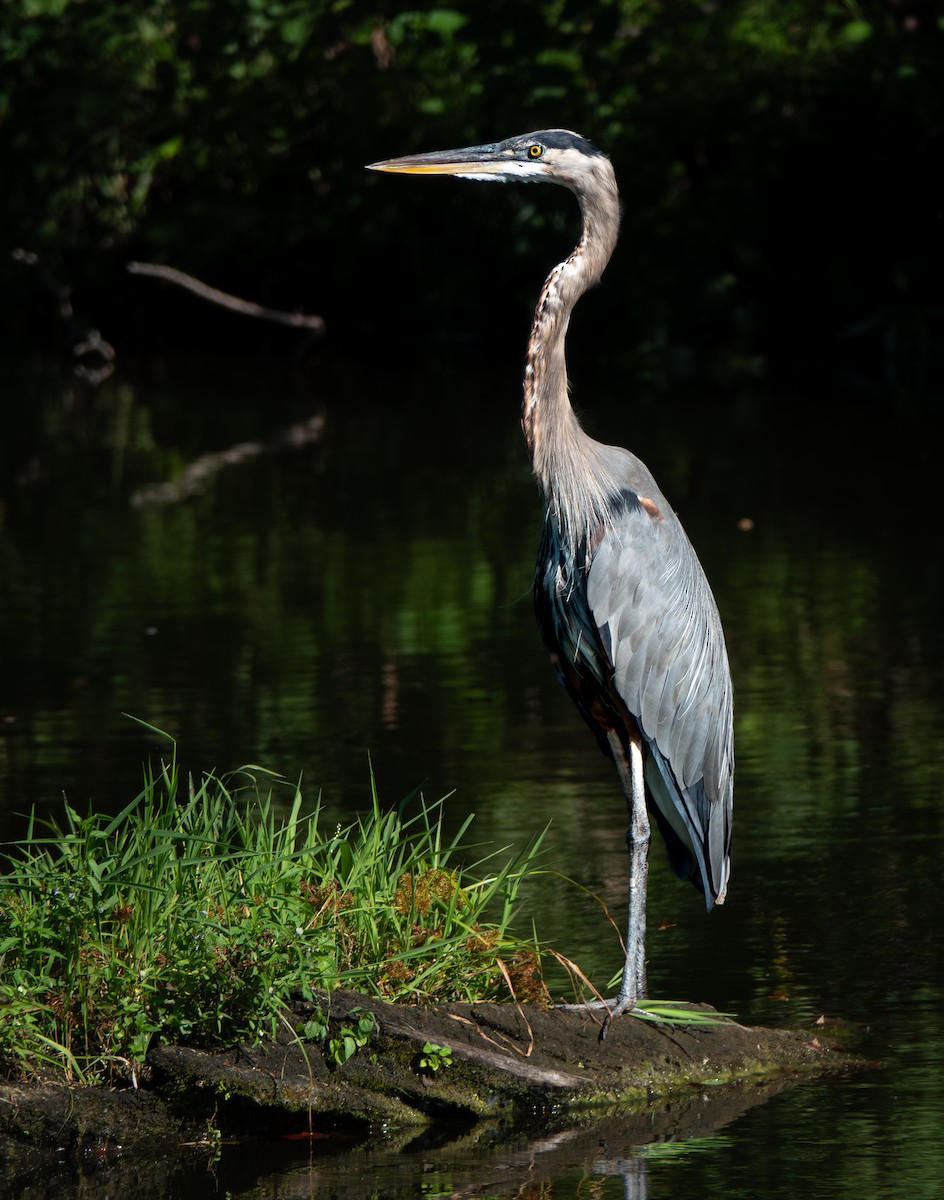 Great Blue Heron - ML623215326