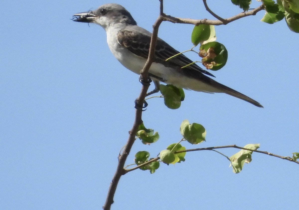 Gray Kingbird - ML623215327