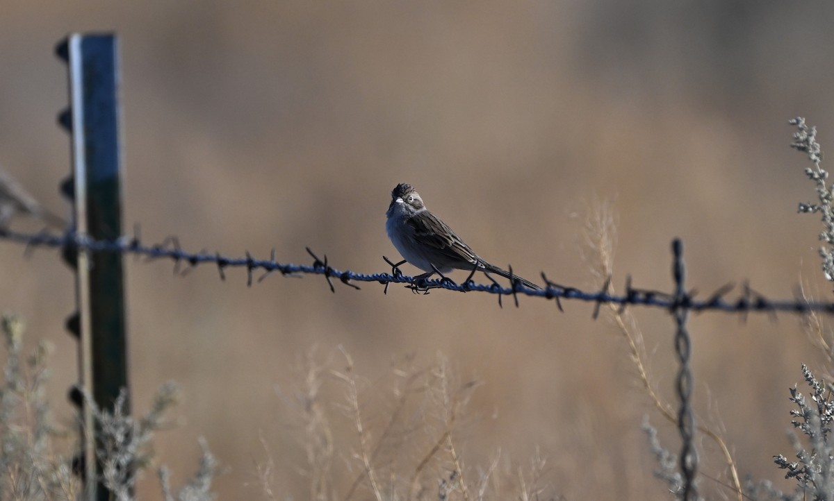 Brewer's Sparrow - ML623215328