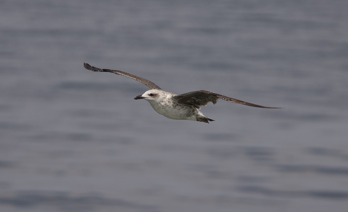 Gaviota Sombría - ML623215336