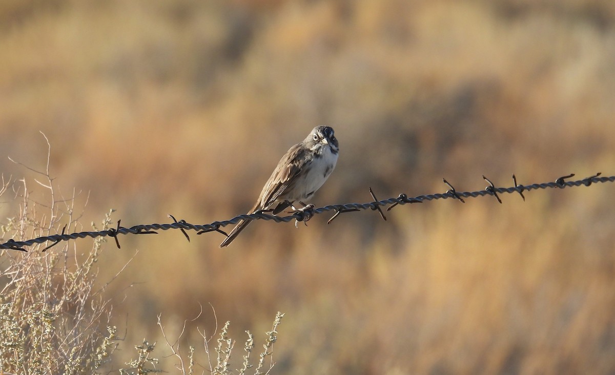 Bell's Sparrow - ML623215340