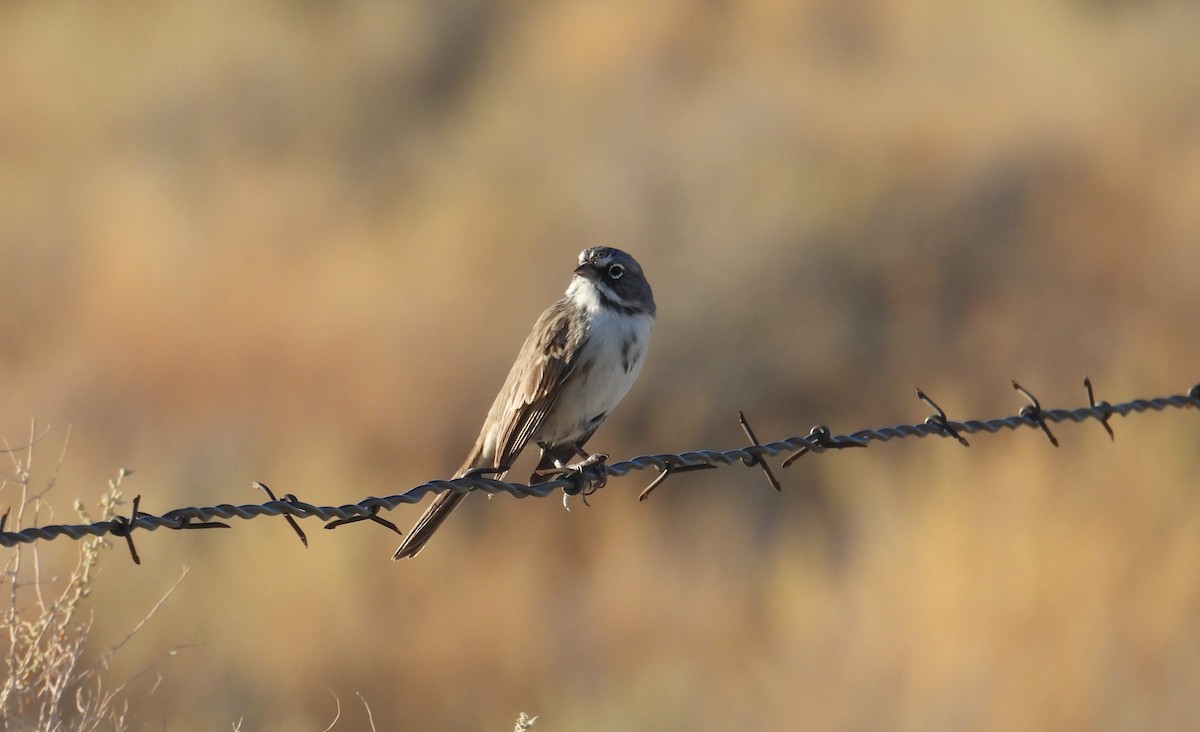 Bell's Sparrow - ML623215342