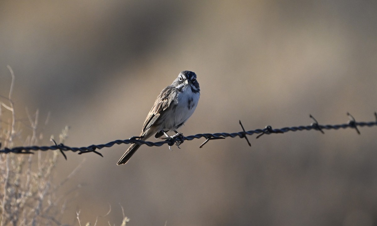 Bell's Sparrow - ML623215348