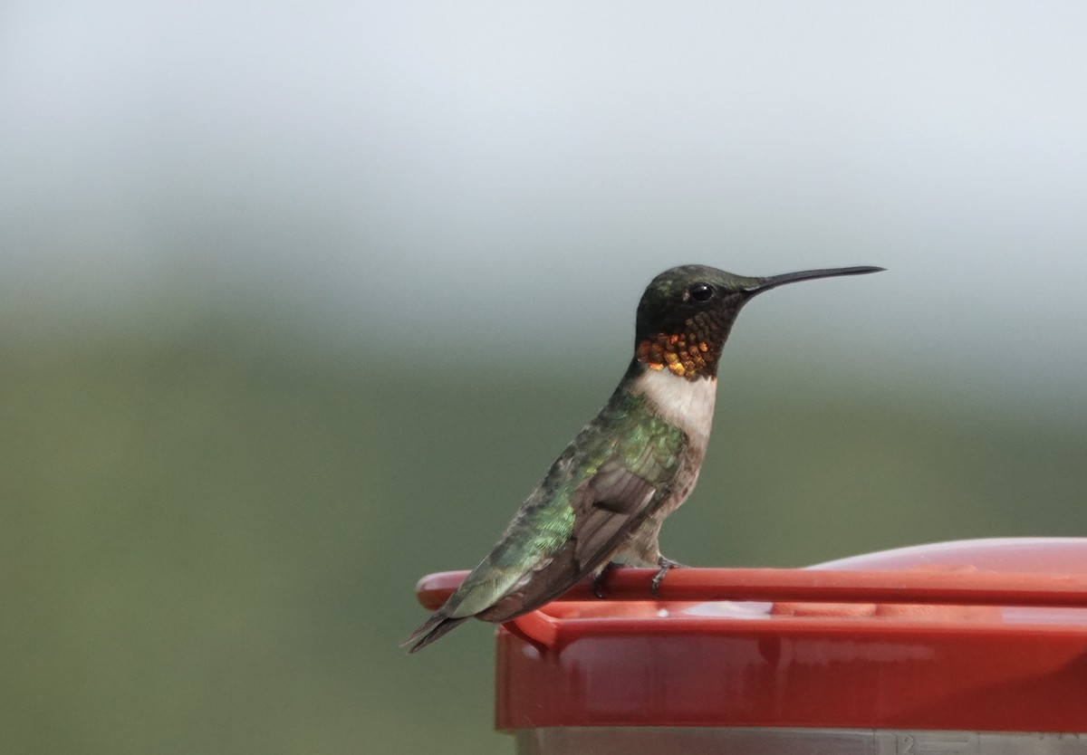 Ruby-throated Hummingbird - ML623215360