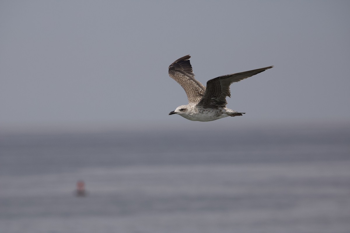 Lesser Black-backed Gull - Benjamin Filreis