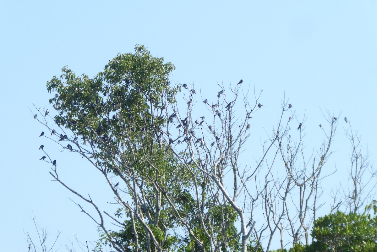 Tree Swallow - ML623215368