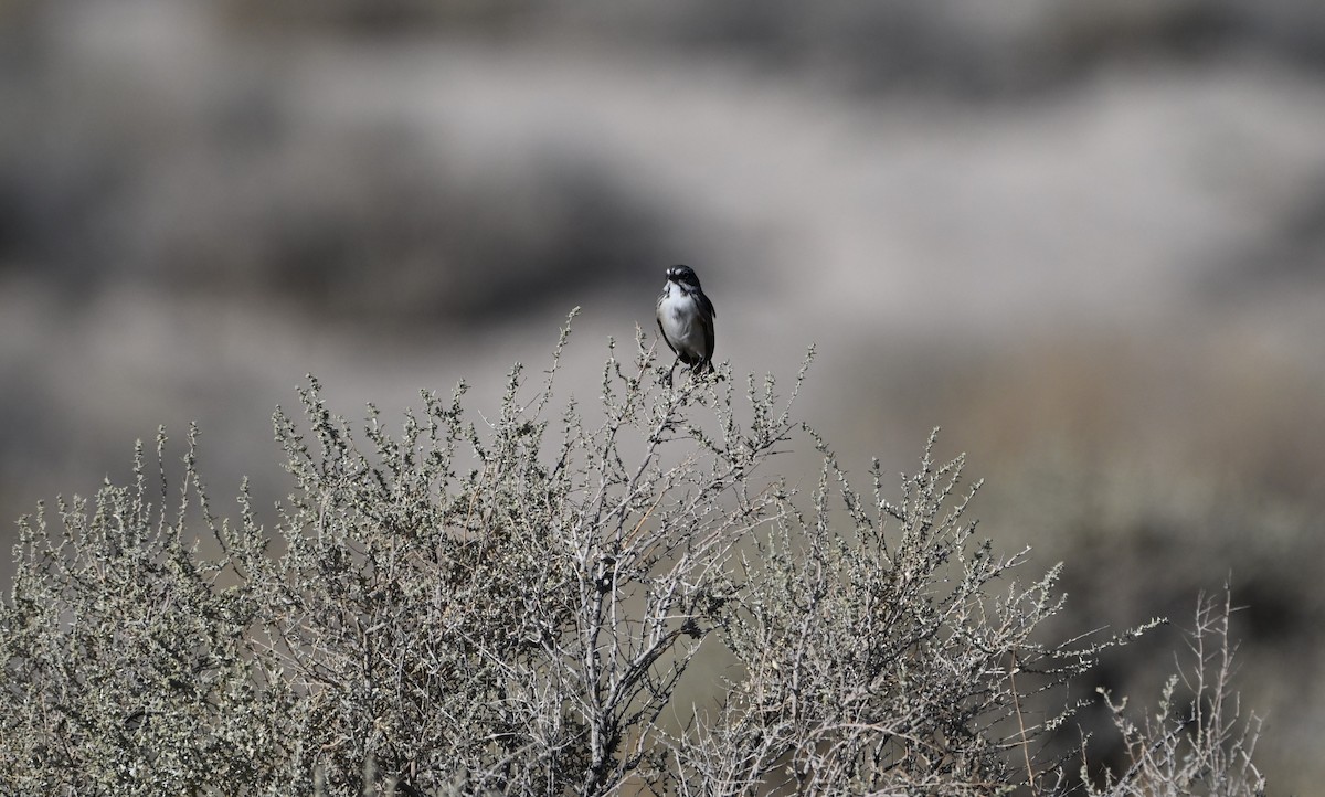 Bell's Sparrow - ML623215375