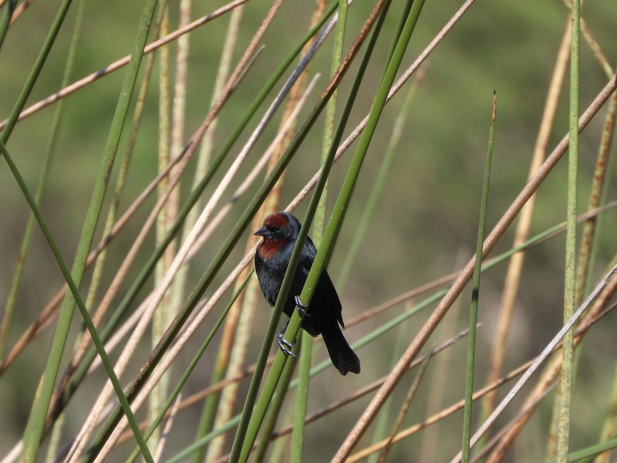 Chestnut-capped Blackbird - ML623215390