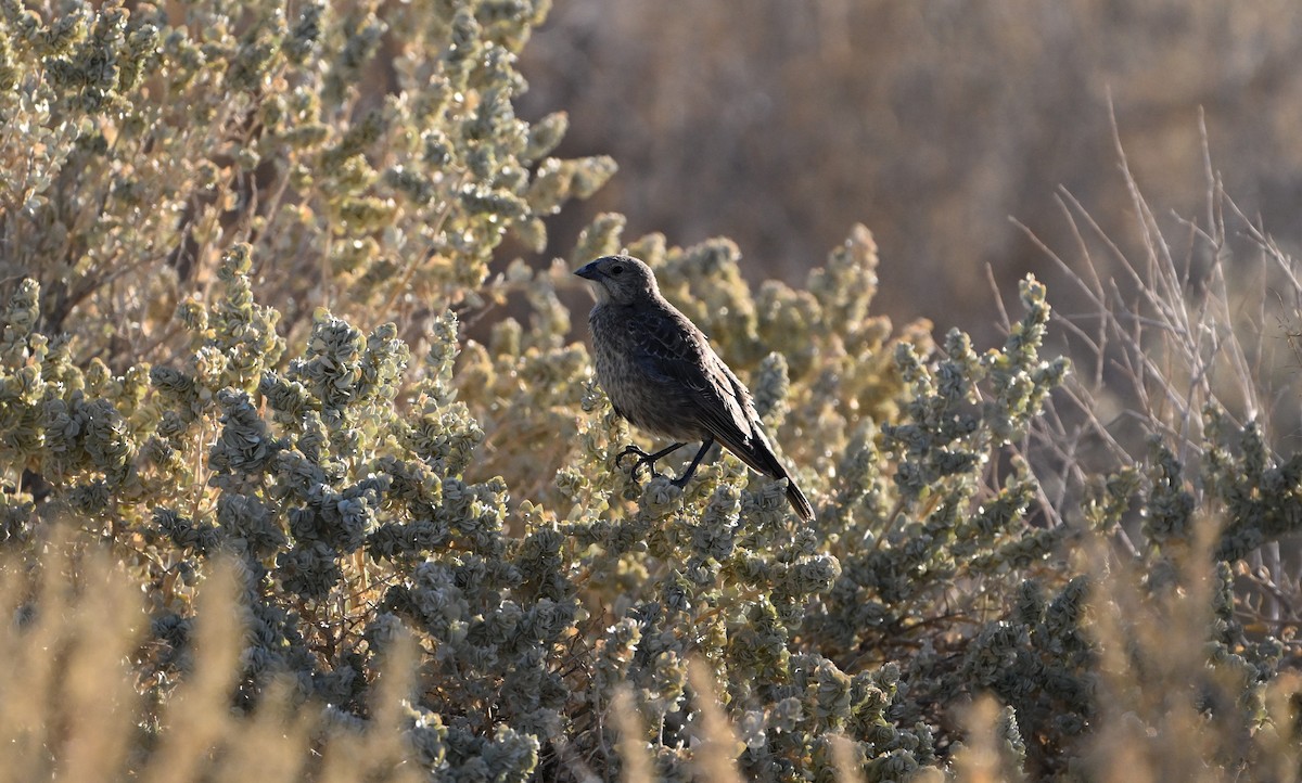 Brown-headed Cowbird - ML623215397