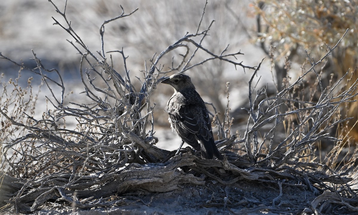 Brown-headed Cowbird - ML623215398