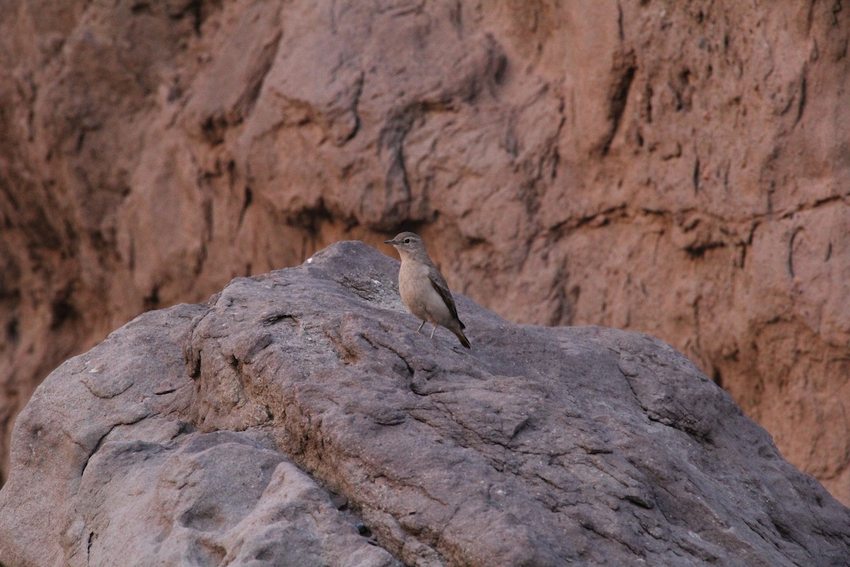 Rufous-banded Miner - ML623215433