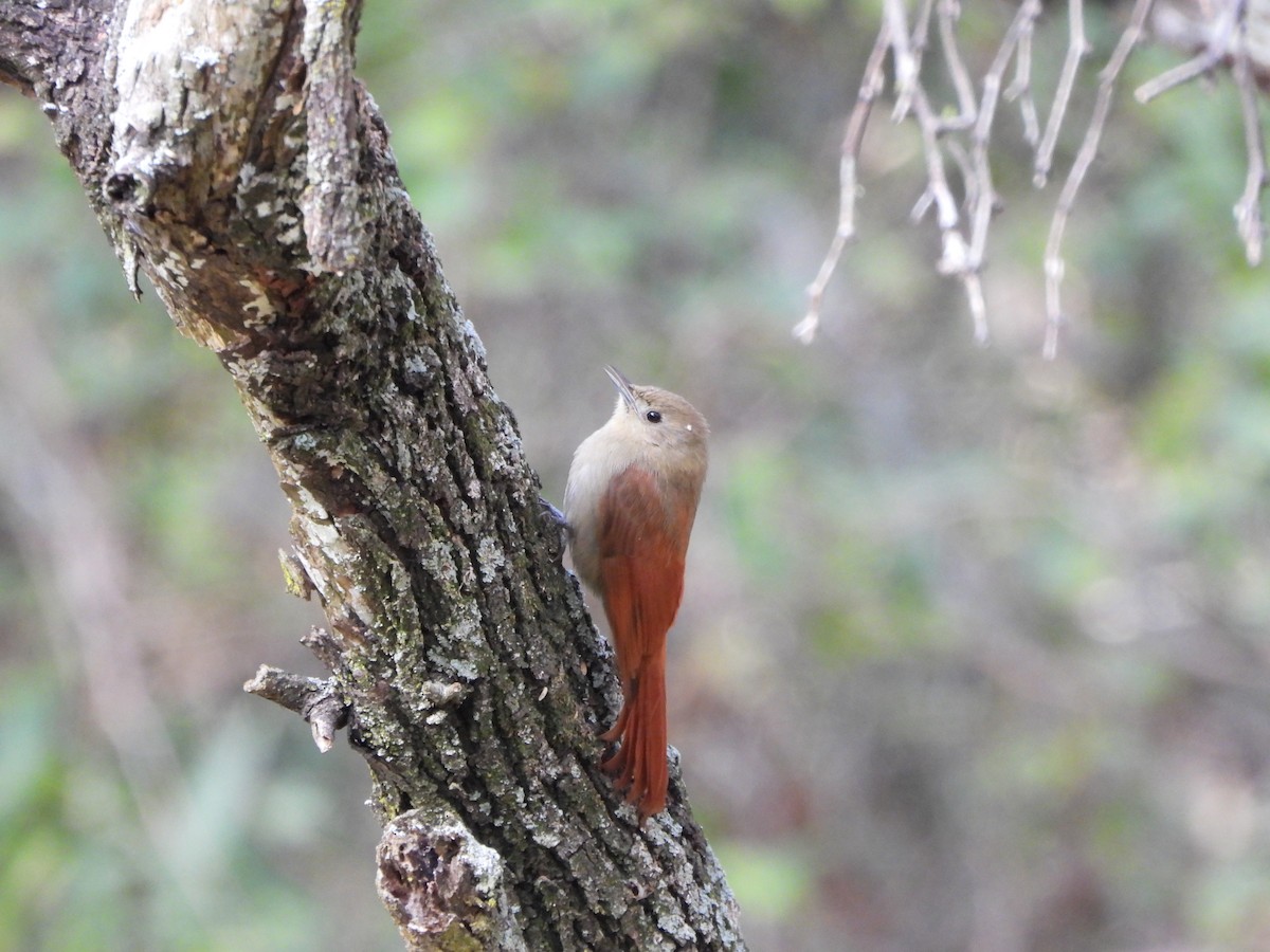 Olivaceous Woodcreeper - ML623215434