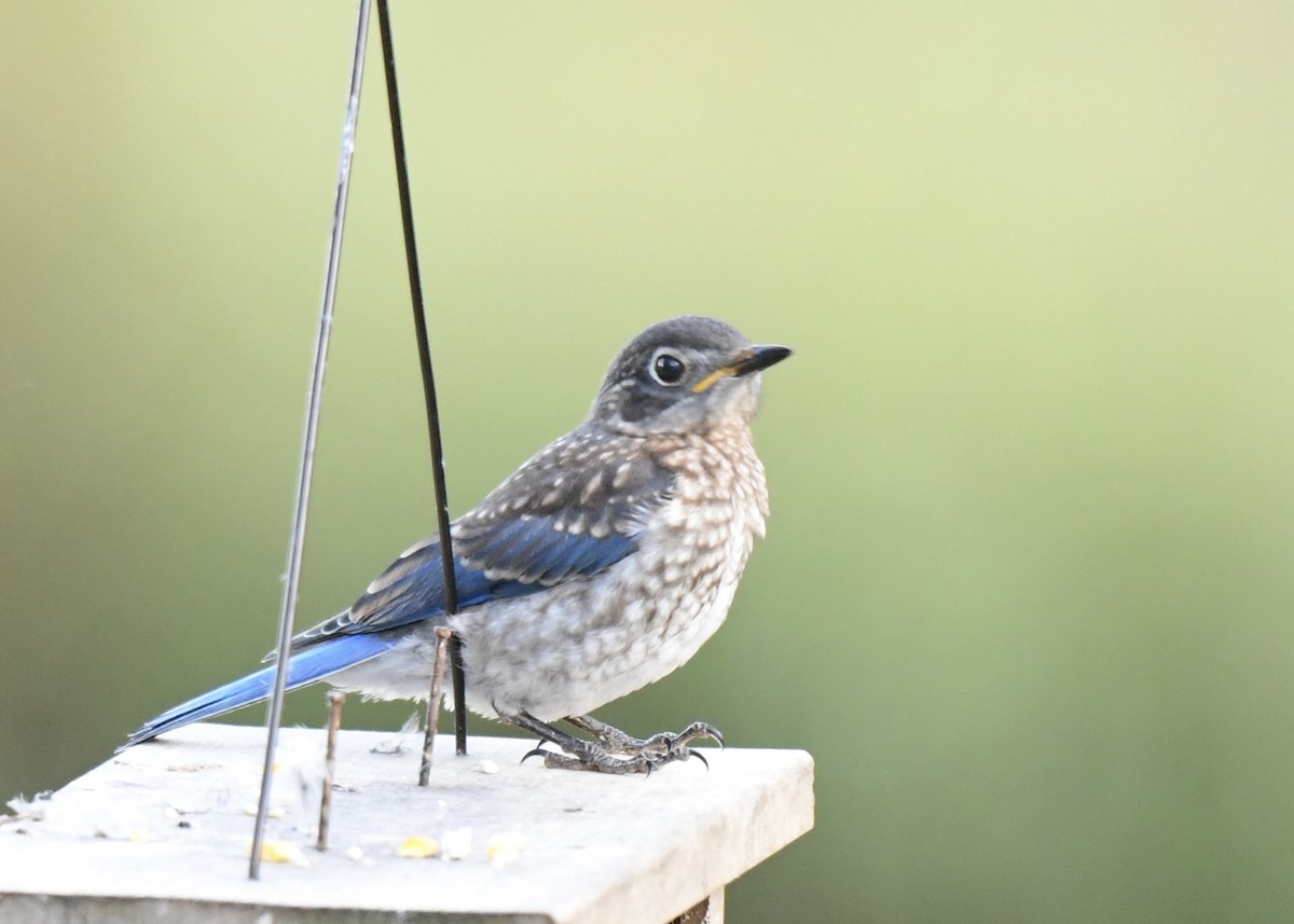 Eastern Bluebird - ML623215437