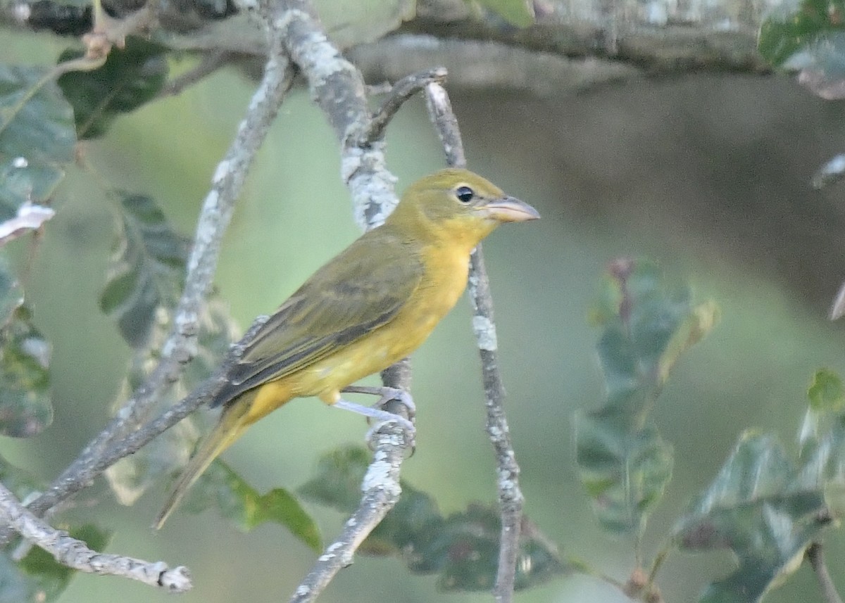 Summer Tanager - ML623215446