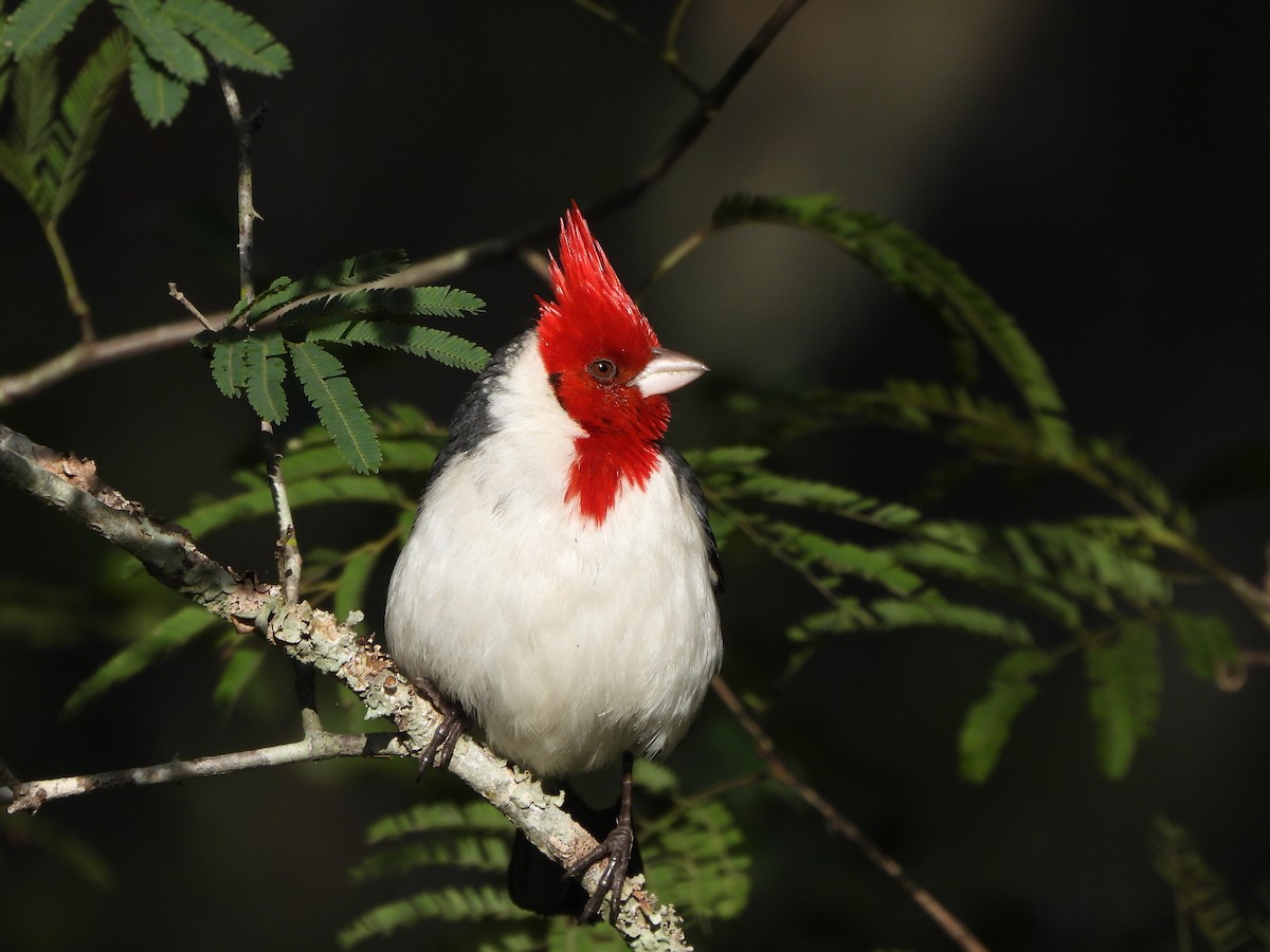 Red-crested Cardinal - ML623215447