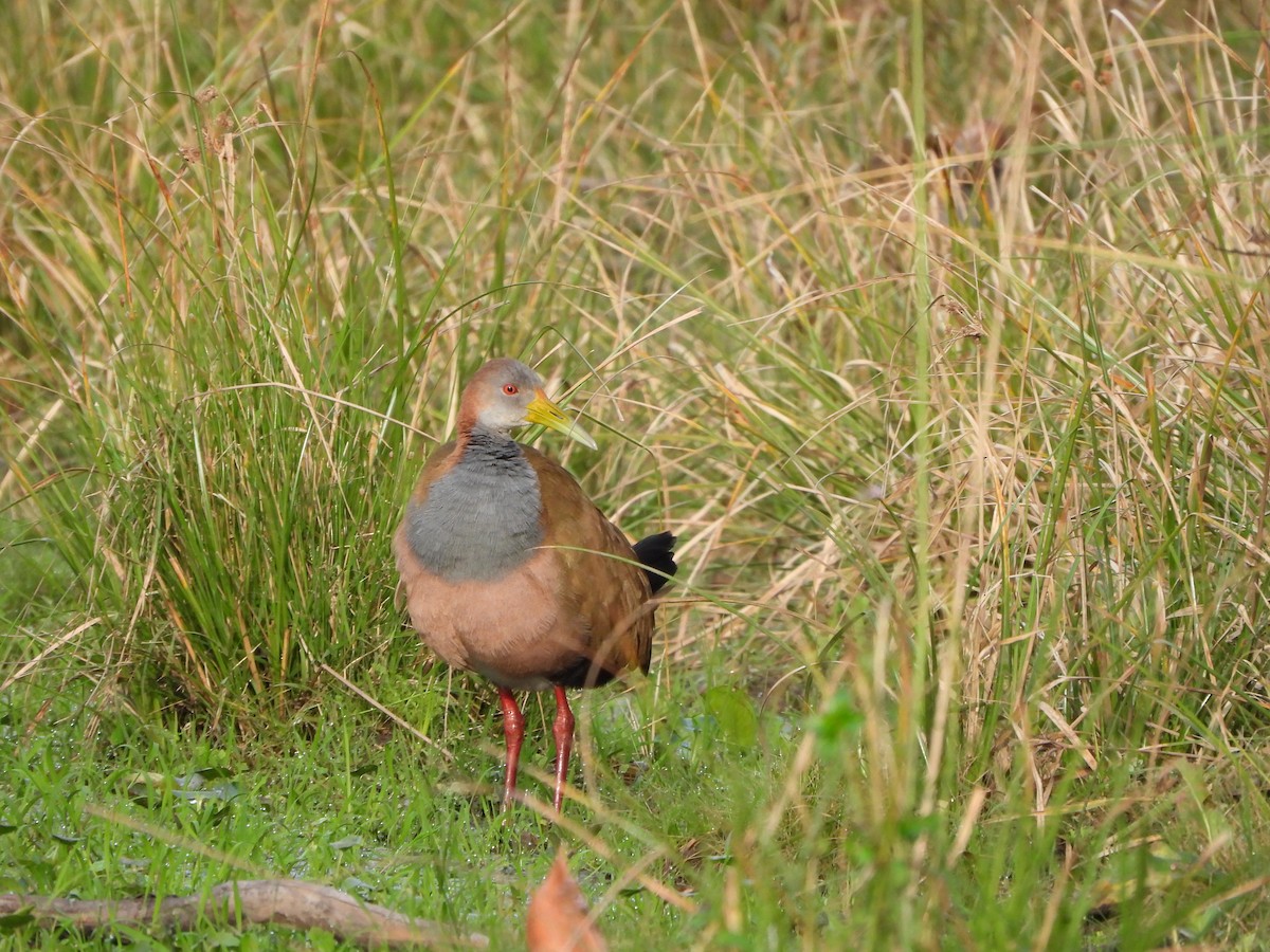 Giant Wood-Rail - ML623215545