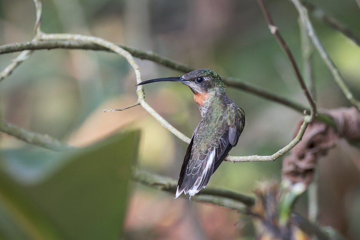 Pale-tailed Barbthroat - ML623215588