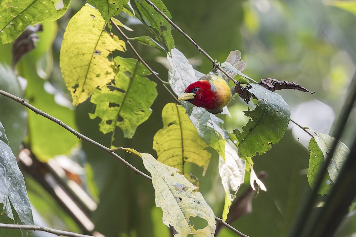 Scarlet-hooded Barbet - ML623215606