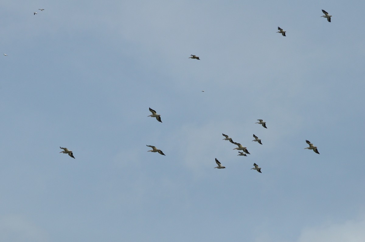 American White Pelican - Samuel Rodgers