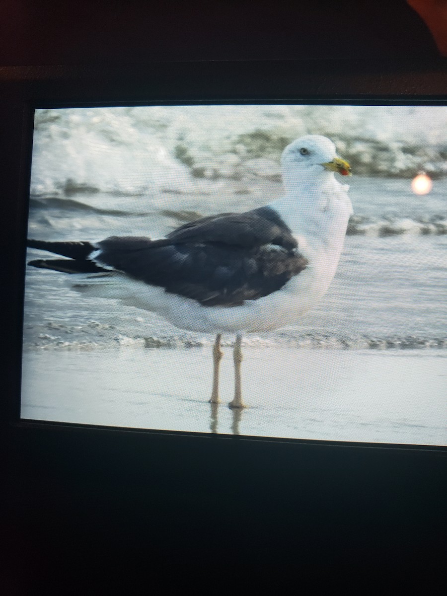 Lesser Black-backed Gull - Scott Reynolds