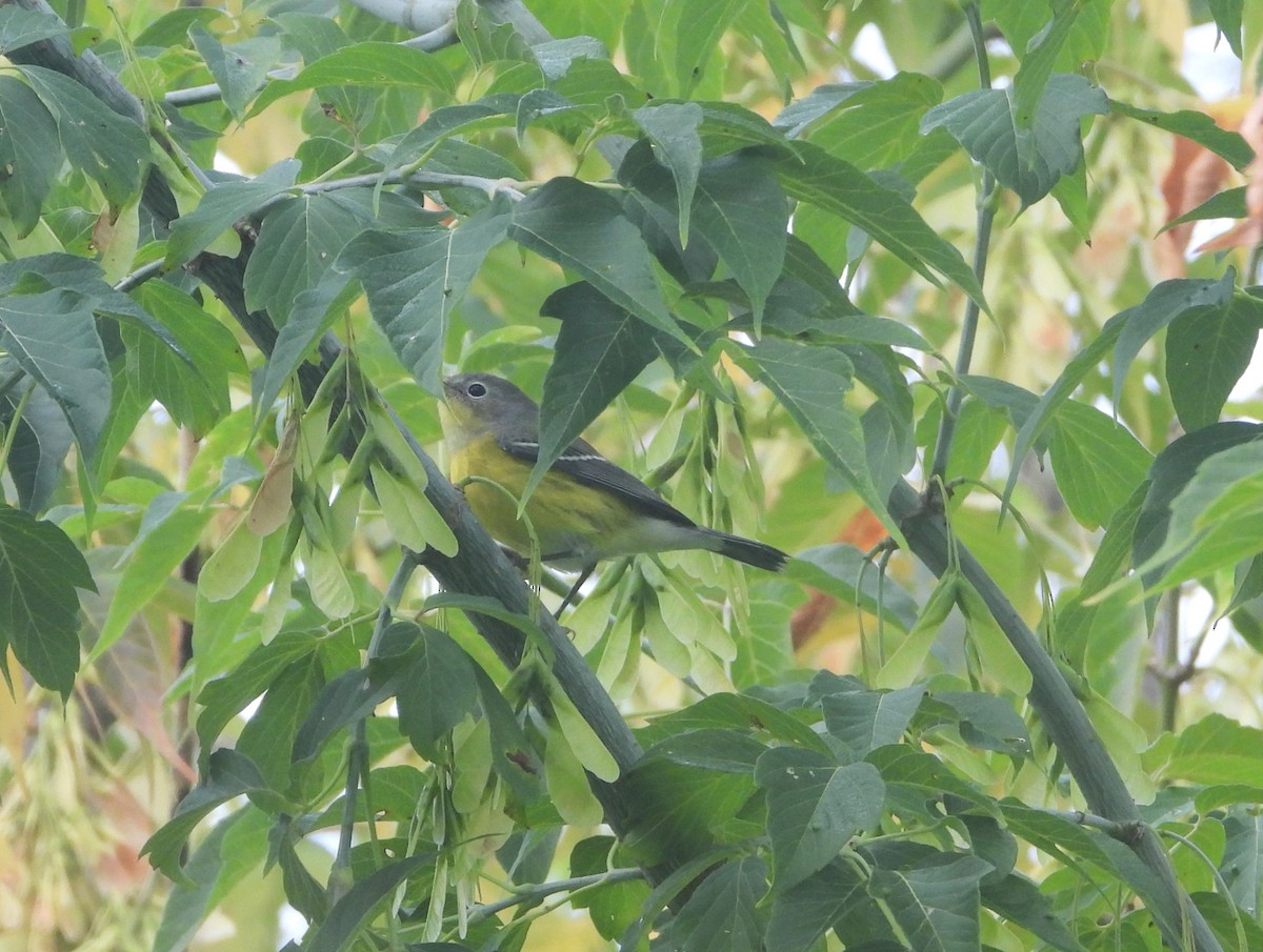 Magnolia Warbler - ML623215707