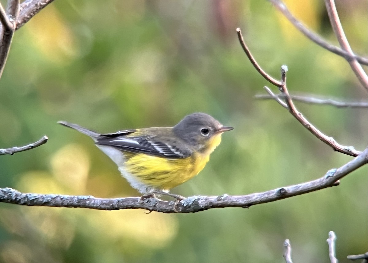 Magnolia Warbler - ML623215711