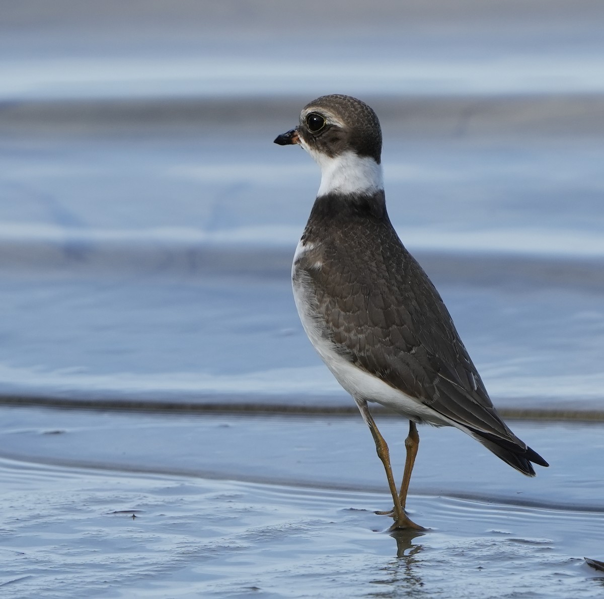 Semipalmated Plover - ML623215727