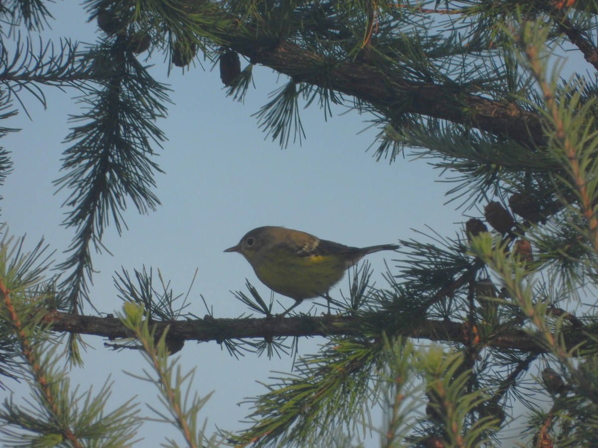 Magnolia Warbler - Serge Benoit