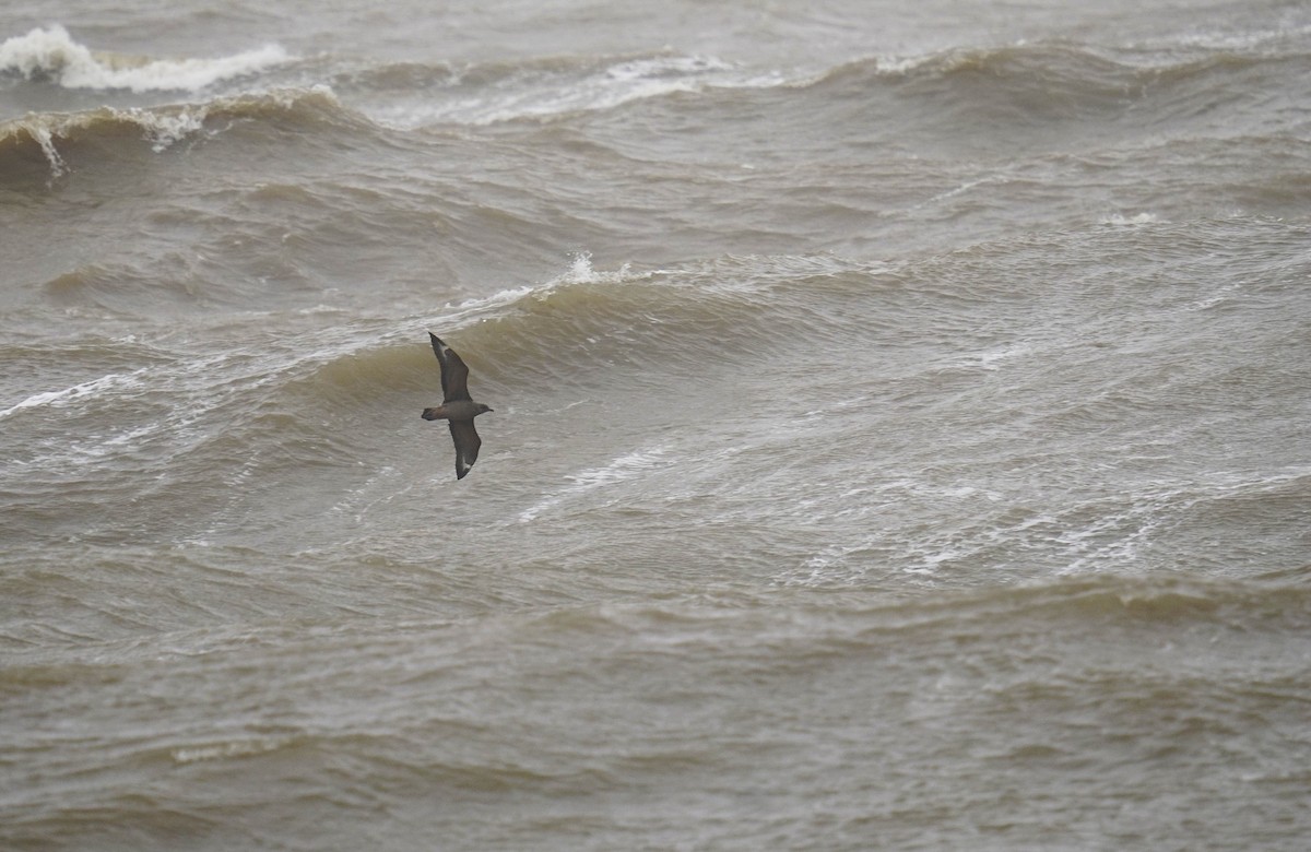 Chilean Skua - Adrian Antunez