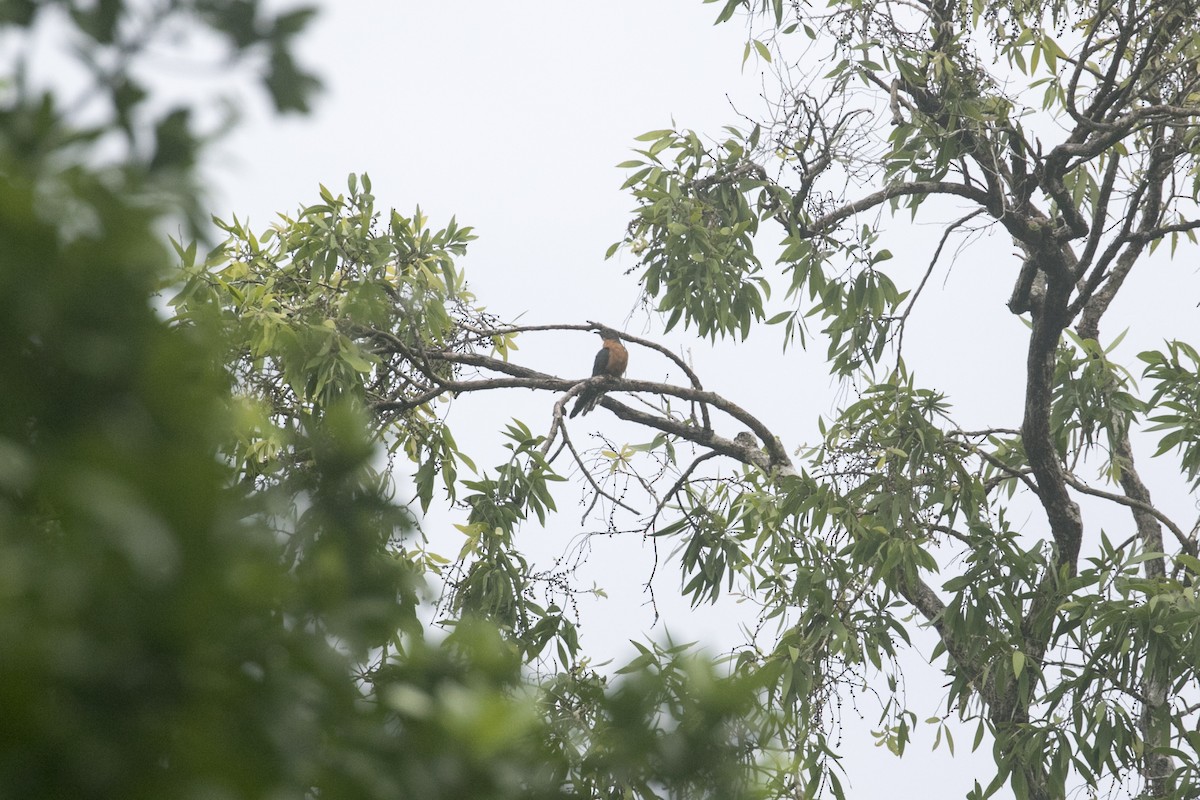 Chestnut-breasted Cuckoo - John Cantwell