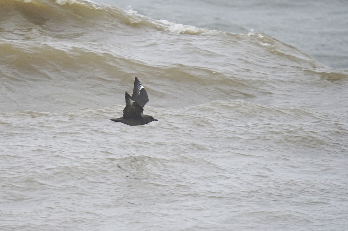 Brown Skua - ML623215809