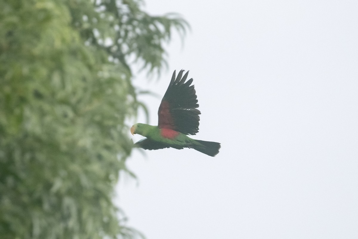 Papuan Eclectus - ML623215812