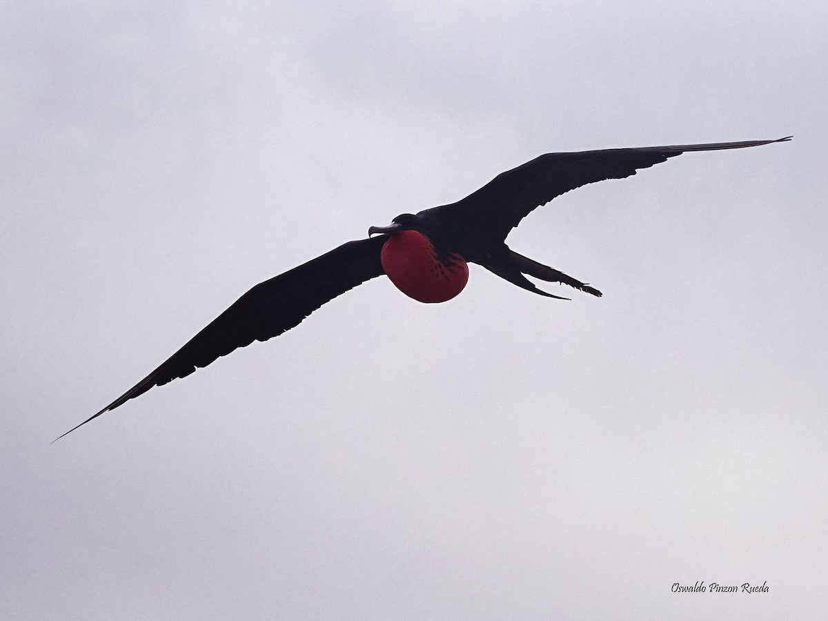 Magnificent Frigatebird - ML623215814