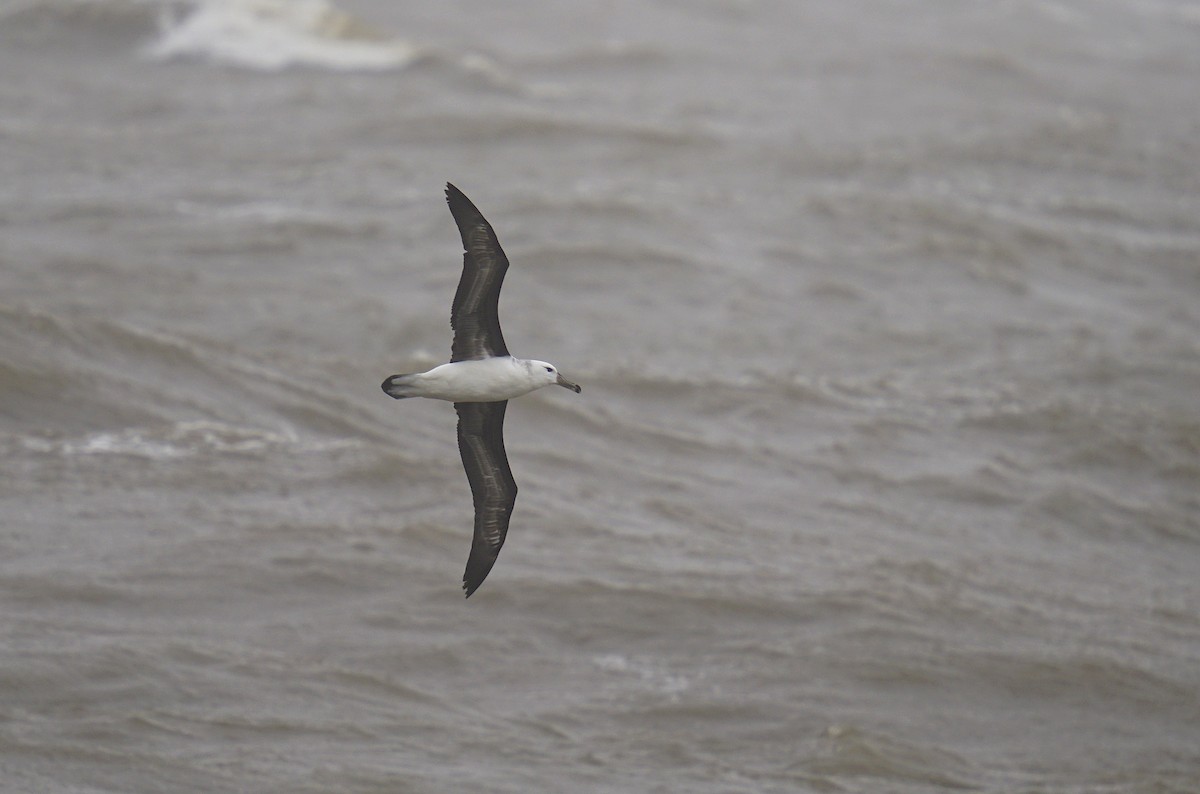 Black-browed Albatross - ML623215863