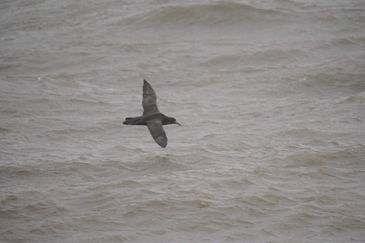 Southern Giant-Petrel - ML623215886