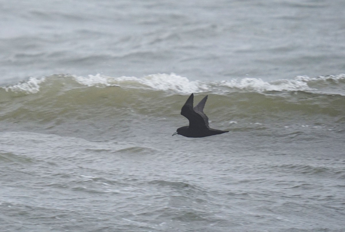 White-chinned Petrel - ML623215899