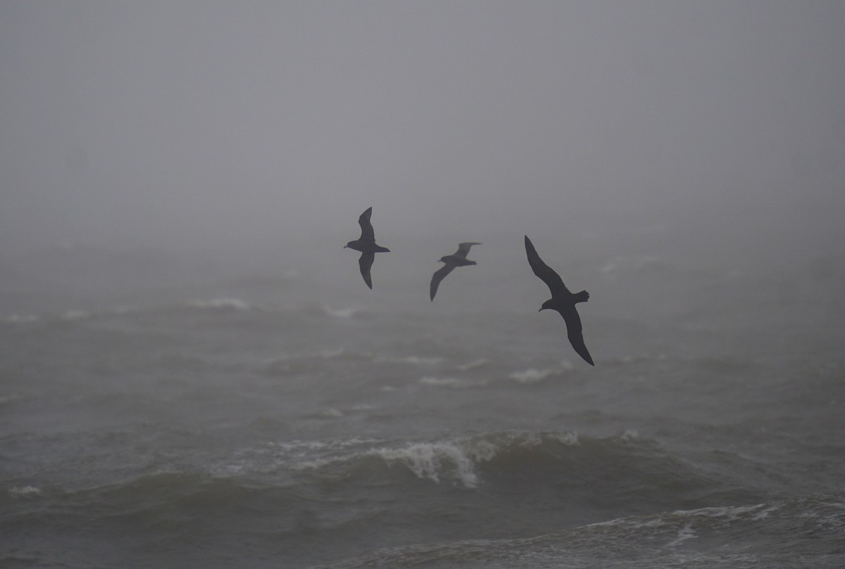 White-chinned Petrel - ML623215900