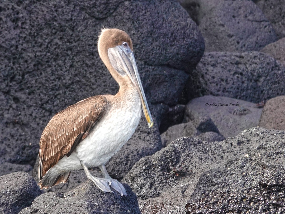 Brown Pelican - ML623215902