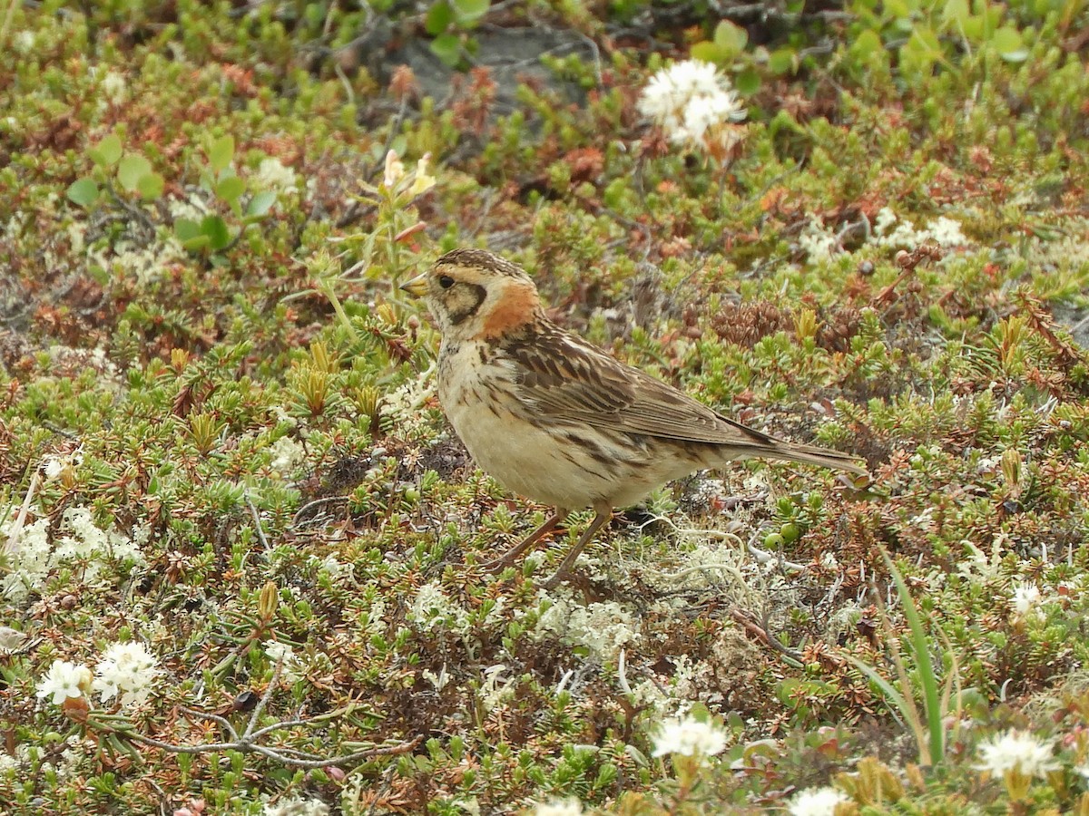 Lapland Longspur - France Desbiens