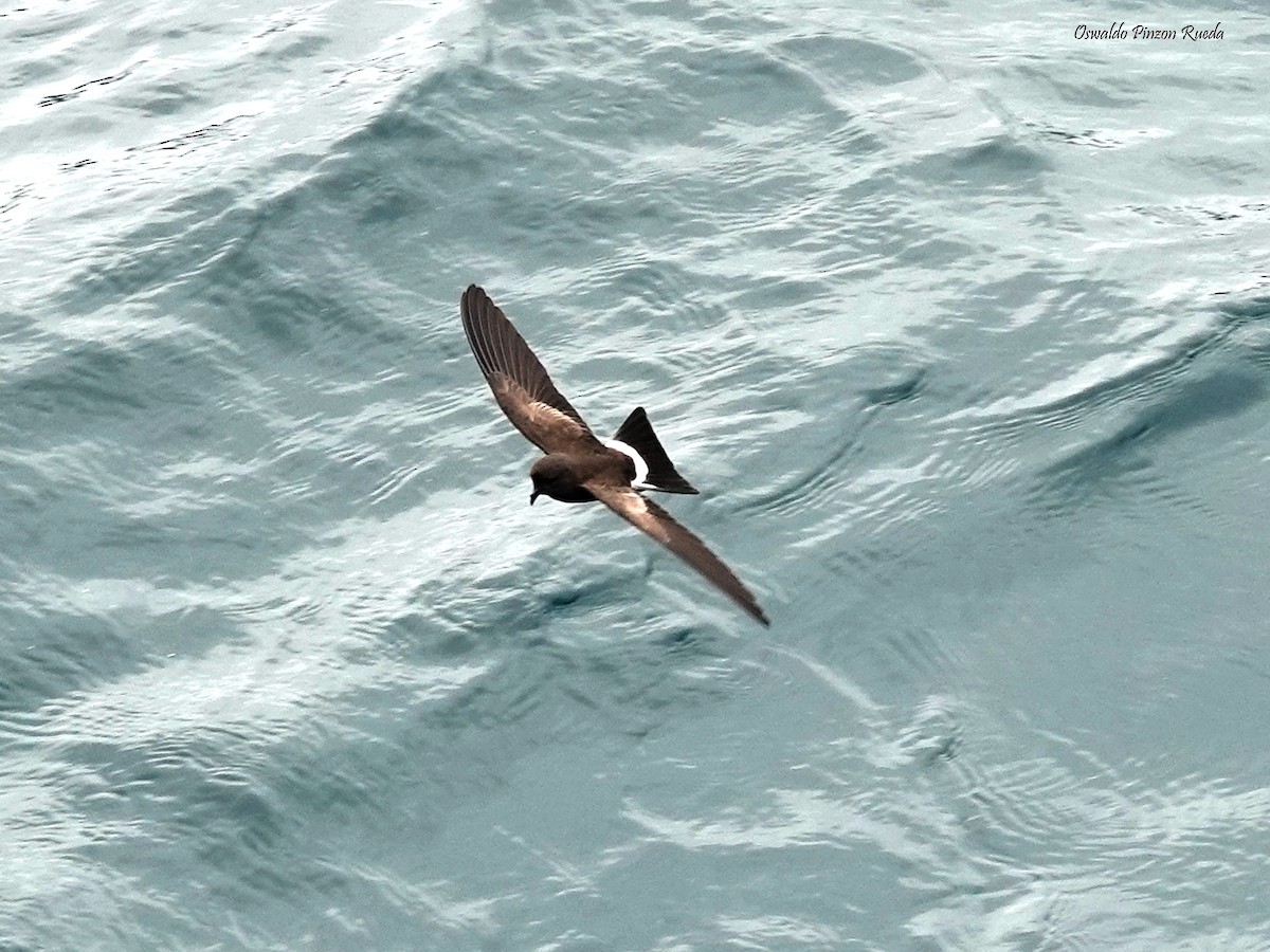 Elliot's Storm-Petrel - ML623215931