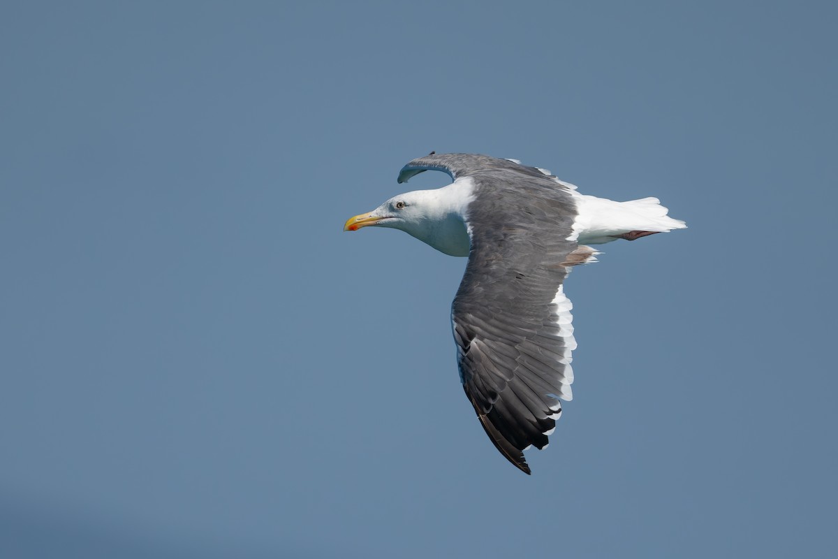 Western Gull - ML623215939