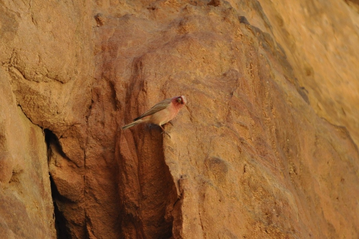 Sinai Rosefinch - ML623215942