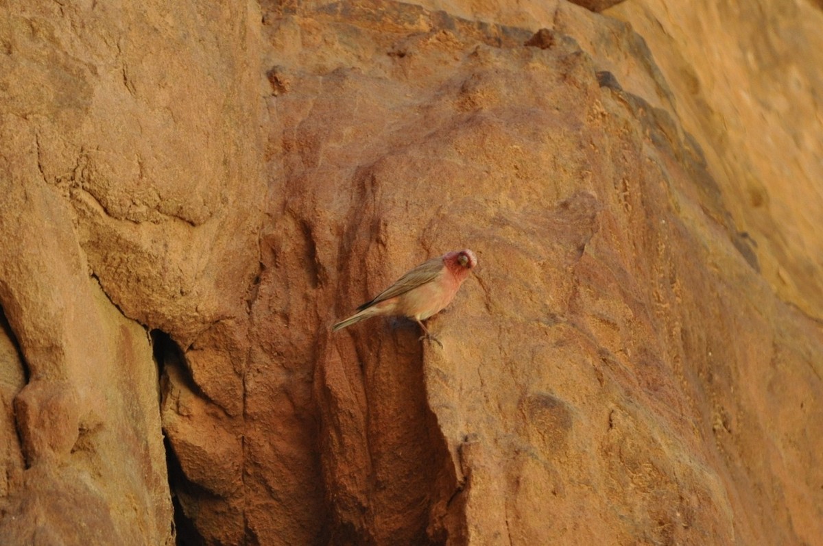 Sinai Rosefinch - ML623215943